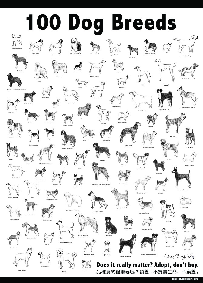 Dogs All Breeds Dogs All Breeds